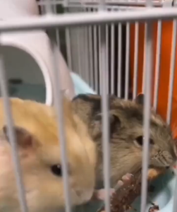 ไม้แอปเปิ้ล 500g แอปเปิ้ลกิ่งไม้ 100% ไม้ธรรมชาติ สำหรับ กระรอก กระต่าย หนูแกสบี้ แฮมสเตอร์ และสัตว์ฟันแทะอื่น