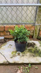 Cây Nguyệt Quế Siêu Bông - Chiều cao tổng tầm 20-30 cm - Chịu nắng cho hoa quanh năm!