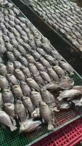 (Từ 15-17.6 quà tặng cho toàn gian)Khô cá sặc - Đặc sản U Minh Hạ Cà Mau Loại 10 con /kg