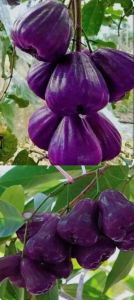 Bibit Jambu Air Citra Ungu Super Jumbo🌱Sudah Siap Ditanam Bibit Subur Besar Rimbun Siap Ditanam Di Lahan Maupun Di Planterbag Hasil Cangkok Yuk Dicekout Pemesanan Bisa COD Bayar Ditempat