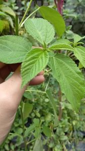 (250 SEEDS) - SALUYOT SEEDS/HYBRID/LONG LIFE PLANTS/EASY TO GROW/QUALITY SEEDS