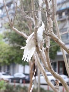 ห่วงขานกแก้ว ห่วงเปิดนก พร้อมตัวล็อคห่วงเปิด นกแก้ว หงษ์หยก ฟอพัส เลิฟเบิร์ด คอนัวร์ กรีนชี