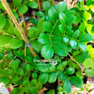 ต้นแก้วเจ้าจอม 10 ใบ ต้นกิ่งตอน