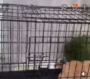 ( THANH LÝ GIÁ SIÊU RẺ)  LỒNG SẮT SƠN TĨNH ĐIỆN SIZE 50x80cm CHÓ BÉ DƯỚI 17KG