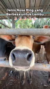 Cow Nose Ring/ Applicator/ Holder Cattle Cow Ternakan Lembu Kerbau Stainless Steel Orange Yellow