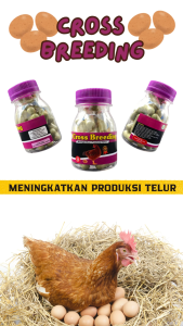 CROSS BREEDING BOTOL 35 KAPSUL - meningkatkan produksi telur