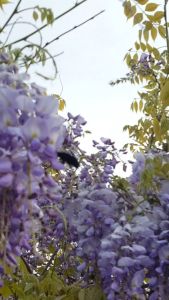 Hạt Giống Hoa Tử Đằng Hoa Chùm Siêu Đẹp Gói 15 Hạt _ Giống Cây Trồng Quili Seed