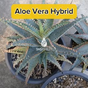 Aloe Vera Hybrid Pokok Lidah Buaya Kacukan Live plant SHS Kebun