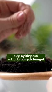LORE Intensive Hair Loss Treatment - Hair Tonic Perawatan Rambut Rontok Parah Mengatasi Kerontokan