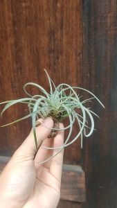 Tillandsia Rectifolia Clump / 空气凤梨