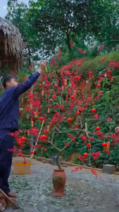Nhánh Đào Đông Để Làm Cây Đào Đông Giả Trang Trí Nhà Decor Tết Decor Phòng Khách Cửa Hàng