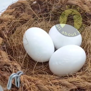 SEMPATI GROSIR Telur Palsu Imitasi Import Isi 100 Telur Merpati Dummy Egg Mainan Burung Merpati Telor Endog Merpati