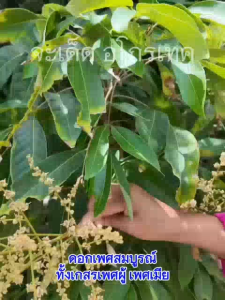 เปิดตาดอก ยืดช่อกับสูตร จะเด็ด อาหารพืชทางใบเพื่อบำรุงการออกดอก ผสมเกสร แทงช่อดอก ดอกไม่หลุดร่วง 1 แกลลอน 4000 ซีซี