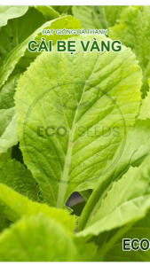 [EcoSeeds] Combo 2 Gói Hạt Giống Cải Bẹ Vàng Nông Hưng Phú - Cao Sản Chịu Nhiệt Cây To - Gói 20g