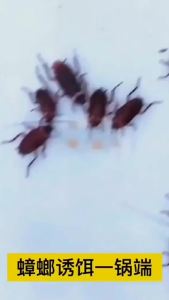 Paste Roach Killer Killing Whole Nest Household Cockroach Killer Effective Killing and Killing Kitchen to Xiaoqiang Roach Killer Wholesale