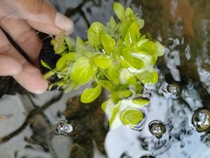 tanaman air  aquascape bambu hoki hiasan aquarium