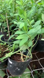 [Cây dược liệu] Thạch Anh/ Công Đức - Trang Flowers