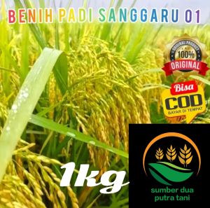 benih padi sanggaru 01 kemasan 1kg kualitas unggul
