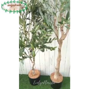 Pohon Artificial Zaitun Olive X3 T140 & T180 Latex Pot Dasar Hitam Dekorasi Ruang Tamu
