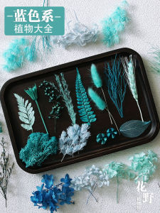 Blue Everlasting Flower Plant Christmas Dry Flower DIY Materials Thousand Layer Gold Real Flower Handmade Souvenir Ring Decoration