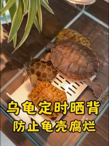 หลอดไฟให้ความร้อนสัตว์เลื้อยคลาน ไฟกกเต่า ไฟกกนก ขั้วหลอดไฟเซรามิค​ โคมไฟทนความร้อน สำหรับกกไฟ ให้ความอบอุ่นสัตว์เลี้ยง ไฟกก เต่าบก ​ลูกนก สัตว์เลื้อยคลาน แมว สุนัข