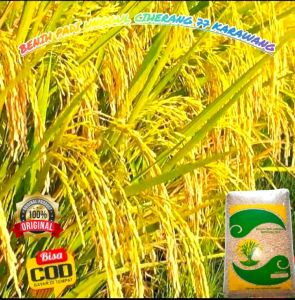 Benih Padi UNGGUL CIHERANG 77 KARAWANG TERBARU Kemasan 1Kg