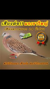 เสียงนกเขาใหญ่ เสียงต่อเสียงนกเขาใหญ่ ต่อเข้าเร็ว USBแฟลชไดร์ฟเสียงต่อนกเขาใหญ่เสียงดี ชัด100% ไม่มีโฆษณาแทรก (MP3 เสียงต่อสัตว์)