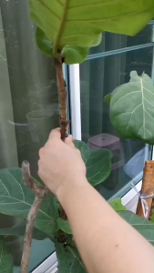 การปลูกถ่ายอวัยวะสูงสิ่งศักดิ์สิทธิ์พืชสวนตัดแถบพืชกล่องขยายพันธุ์รากสูงต้นไม้ผลไม้กระถางดอกไม้พลาสติก