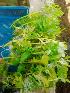 Hygrophila Difformis/water wisteria  full air per 20 batang