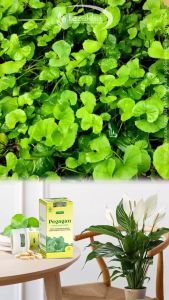 Daun Pegagan Ekstrak Herbal Kapsul Obat Migrain Melancarkan aliran darah Alami isi 60