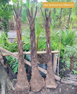 Tree ferns ต้นพันธุ์เฟิน มหาสดำขุดสด