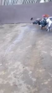 เสื้อไก่ชน(กันหนาว)อุปกรณ์ซ้อมไก่ชนไก่ป่าก๋อยกัดหลังไก่ชนพม่า อุปกรณ์ไก่ชน พม่าก็กลัวถอนขนหลัง #สำหรับไก่ชน