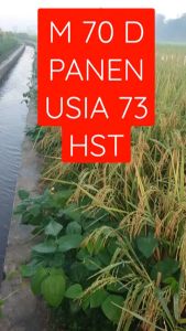 Benih Padi Unggul Genjah M70D 5 kg/Benih Padi Genjah M70D MTANI 5KG/Benih Padi M70D M TANI 5KG