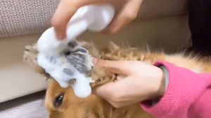 WaggyWaggy Pet Foot Cleansing Foam Cat Dog Deodorant Foot Wash Foot Care Paw Cleaning Scrubbing Scrub