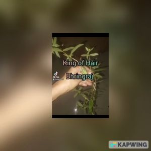 Herbal Flax Seed Shampoo improved formula with Activated Charcoal