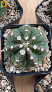 Gymnocalycium Mihanovichii. ID: T-Rex / Gymnocalycium Variegated / Cactus Succulents