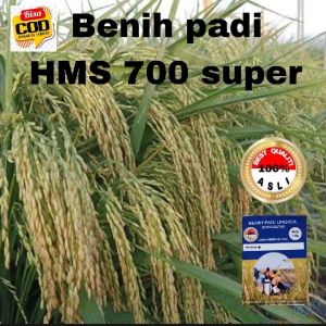 BENIH PADI HMS 700 SUPER UNGGUL BERKUALITAS 1KG