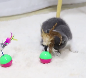 ของเล่นสำหรับแมวที่มีสีสันต่าง ๆ เช่น ลูกบอลเชือก ระฆังแมว ลูกบอลเชือกแมว และของเล่นสำหรับสัตว์เลี้ยงอื่น ๆ CW57