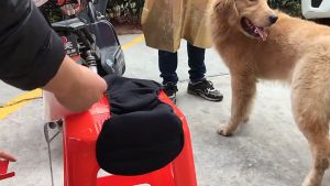 Dog Diaper, Sanitary and Washable, Physiological Pants, Female Dog Panties