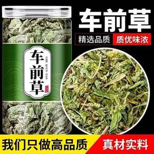 Wild Dandelion Tea Uric Acid Reducer