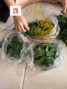 [ C431 ] ( 500 GRAM ) Lá táo rời lá đô La lá táo chưa gắn trang trí bó hoa sáp hoa tươi giỏ hoa quả hộp quà
