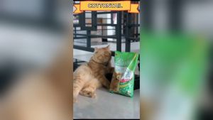 PUSSBITE Adult Cat Food FRESHPACK 800gr - Makanan Kucing Dewasa