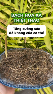 Bạch hoa xà thiệt thảo hỗ trợ đánh bay các khối u ác tính vi.êmm gan sơ gan thanh nhiệt giải độ.c tiêu u - Thảo Dược Tấn Phát