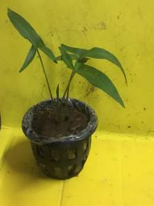 ว่านพญาหอกหัก ว่านมงคล ว่านโบราณหายาก