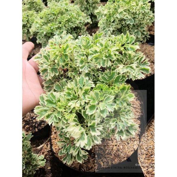 Variegated Dwarf Ming Aralia (Polyscias fruticosa variegata) Indoor Plants  Seeds Papua Live Plant Polyscias Fruticosa Variegata - Lazada | Lazada PH