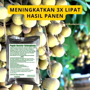 Pupuk Booster Kelengkeng / Obat Booster Kelengkeng / Pupuk Booster Kelengkeng / Pupuk Kelengkeng