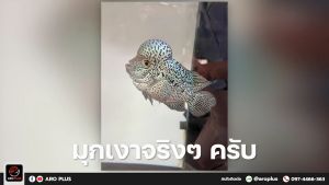 อาหารปลาหมอสี Help Pearl : สูตรเร่งมุก