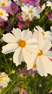 Benih COSMOS WHITE (isi-5) - Biji Bunga