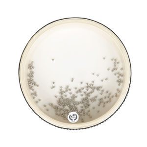 IRIN | Đàn Gõ Sóng Biển Orff Ocean Wave Bead Dành Cho Trẻ Em Nhạc Cụ Gõ Âm Thanh Biển Dịu Nhẹ Đồ Chơi Học Tập Sớm Với Vành Gỗ Chắc Chắn