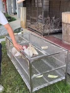 Chicken Coop Quail Cage Chicken Cage Free Mesh Plate Thick Anti-Weasel Mouse Snake